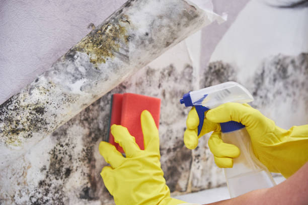 Reliable Rosenhayn, NJ Mold Removal Services Solutions